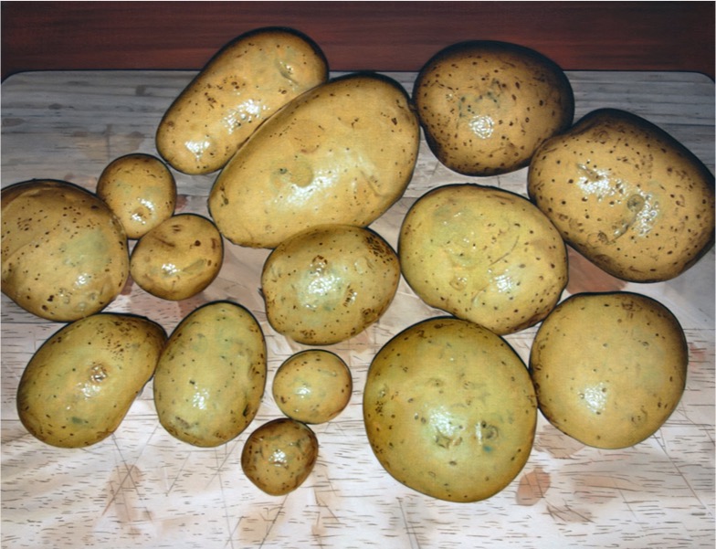'15 Kartoffeln' 2020, Oil on canvas, 24.5 x 30.5 cm