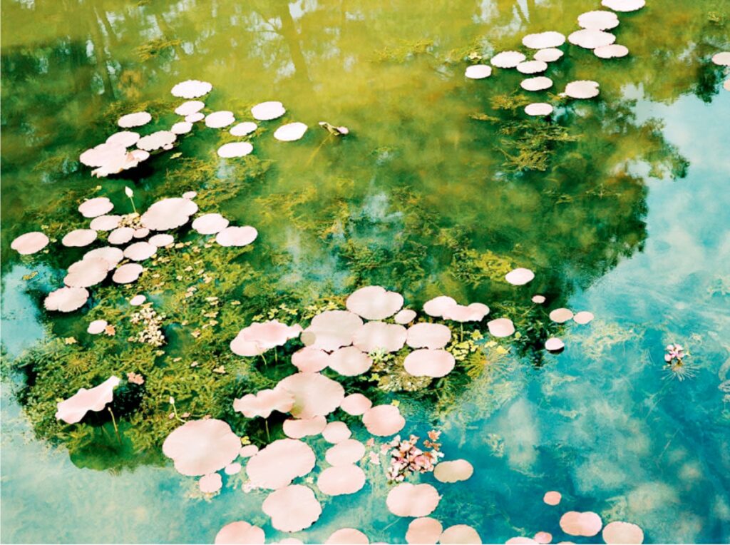 Philipp Keel 'Vietnamese Water Lilies', 2005 C-print on Fujicolor Crystal Archive Paper Sheet: 126 x 164 cm Image: 111 x 149 cm Edition of 3 plus 1 artist's proof