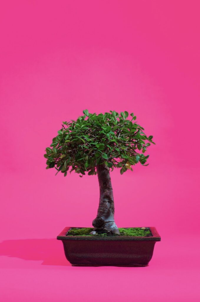 NICI JOST 'Bonsai II' 2017 ChromaLuxe Print Matt  Ed. of 3 (+ 2AP) 50 x 35 cm  (19 5/8 x 13 3/4 in.)