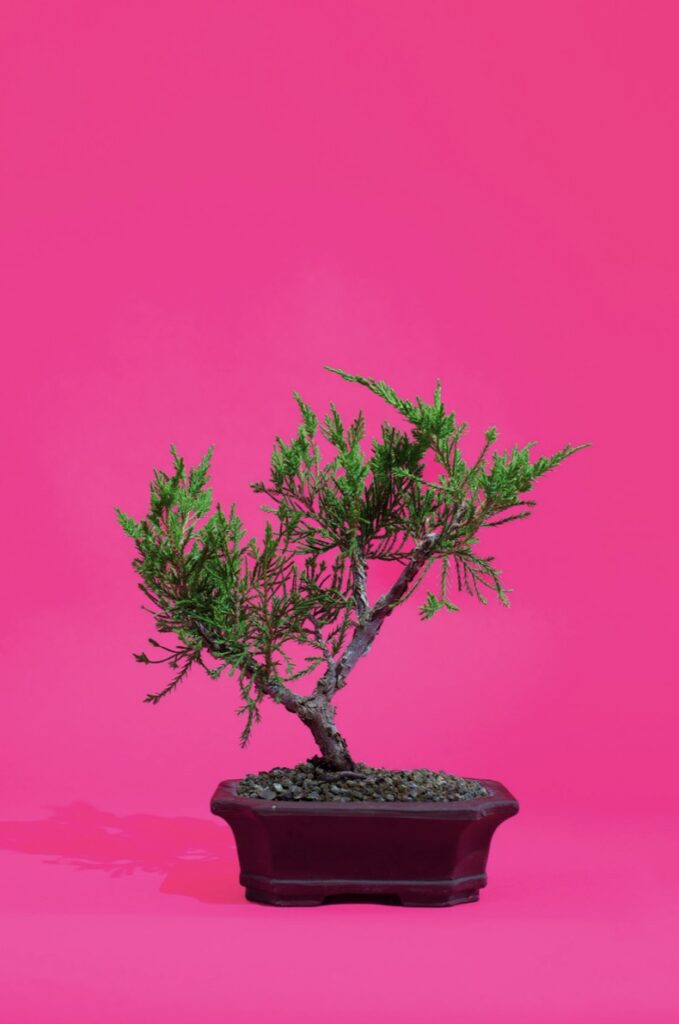 NICI JOST 'Bonsai III' 2017 ChromaLuxe Print Matt Ed. of 3 (+ 2AP) 50 x 35 cm  (19 5/8 x 13 3/4 in.)