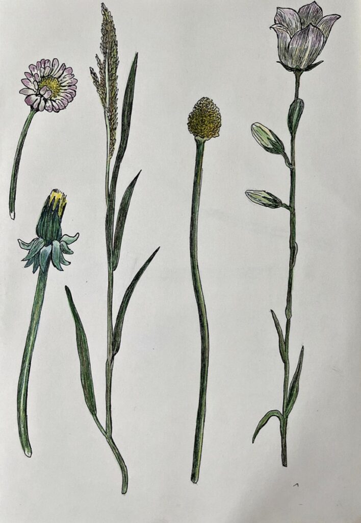 KAROLINE SCHREIBER 'Vier Blumen und ein Grashalm' 2024/2025 Fineliner, Bleistift, Farbstift auf Papier 29.7 x 21.5 cm  (11 3/4 x 8 1/2 in.)