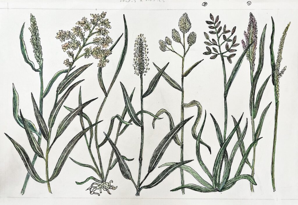 KAROLINE SCHREIBER 'Acht Gräser' 2024/2025 Fineliner, Bleistift, Farbstift auf Papier 21.5 x 29.7 cm  (8 1/2 x 11 3/4 in.)