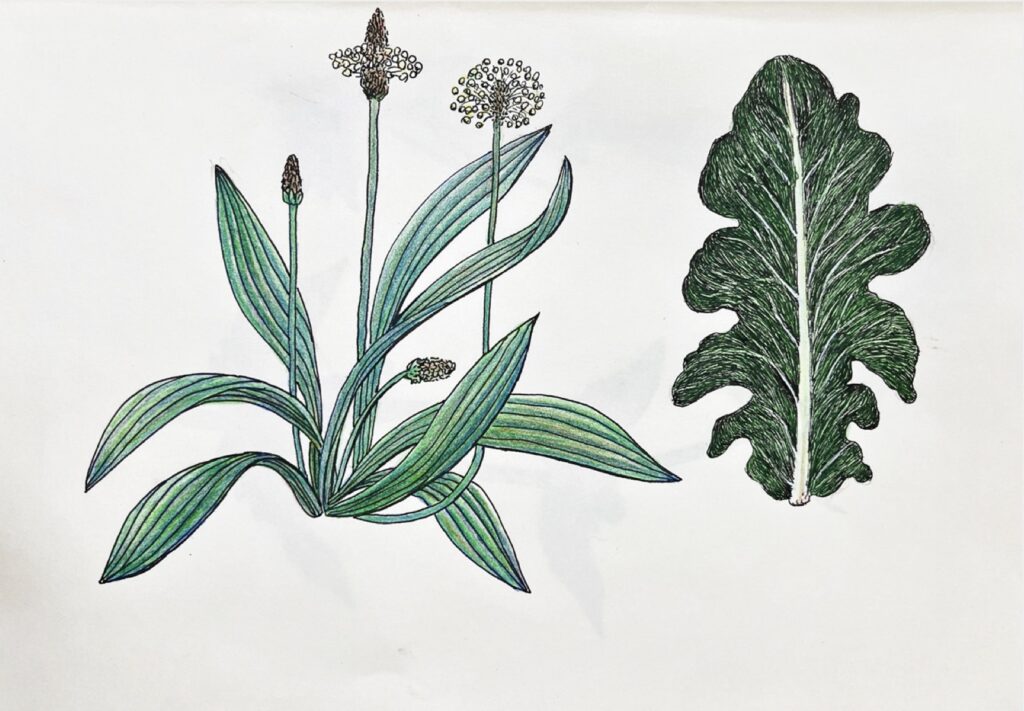 KAROLINE SCHREIBER 'Spitzwegerich und unbekanntes Blatt' 2024/2025 Fineliner, Bleistift, Farbstift auf Papier Blattmasse 21.5 x 29.7 cm  (8 1/2 x 11 3/4 in.)